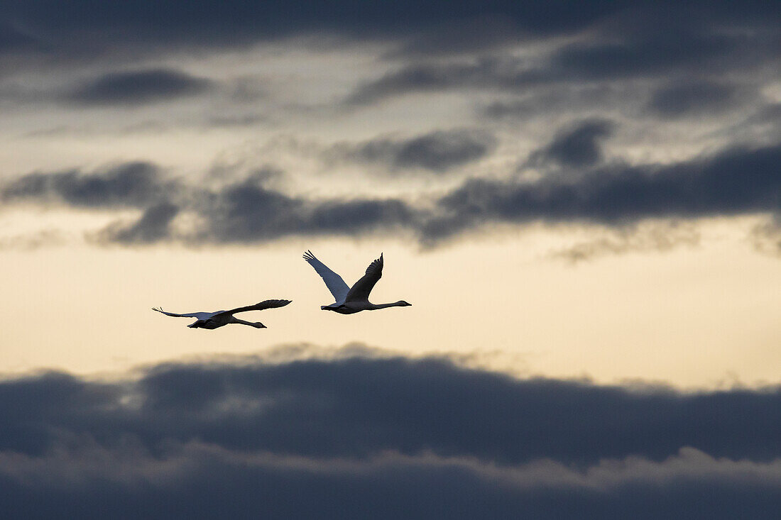 USA, Bundesstaat Washington. Skagit Valley, Tundra-Schwäne im Flug, Wintersturmwolken