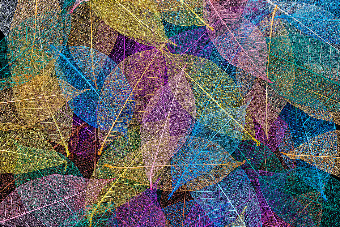 Multi-colored skeleton leaves arranged on black background