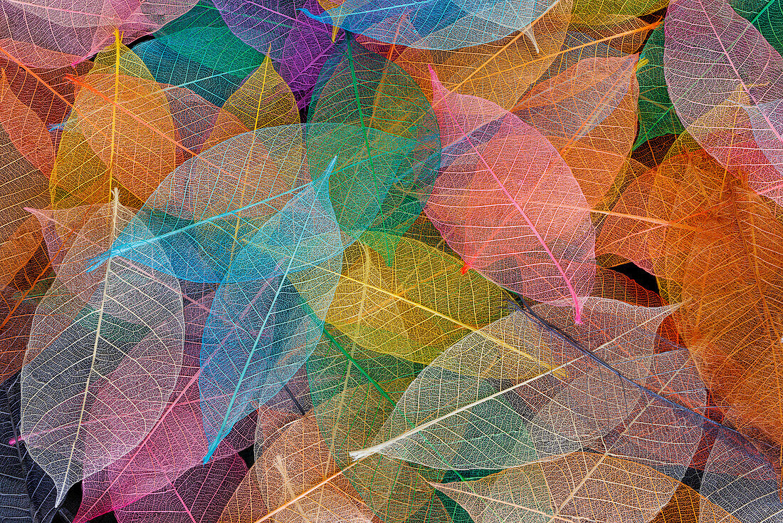 Multi-colored skeleton leaves arranged on black background