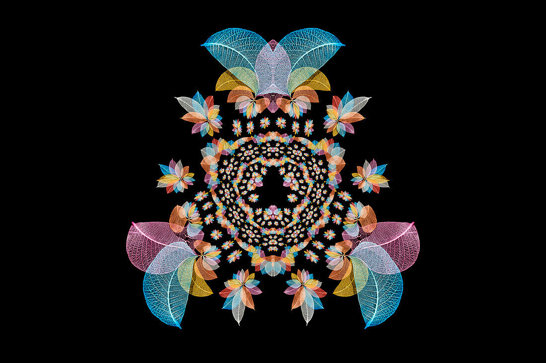 Multi-colored skeleton leaves arranged on black background