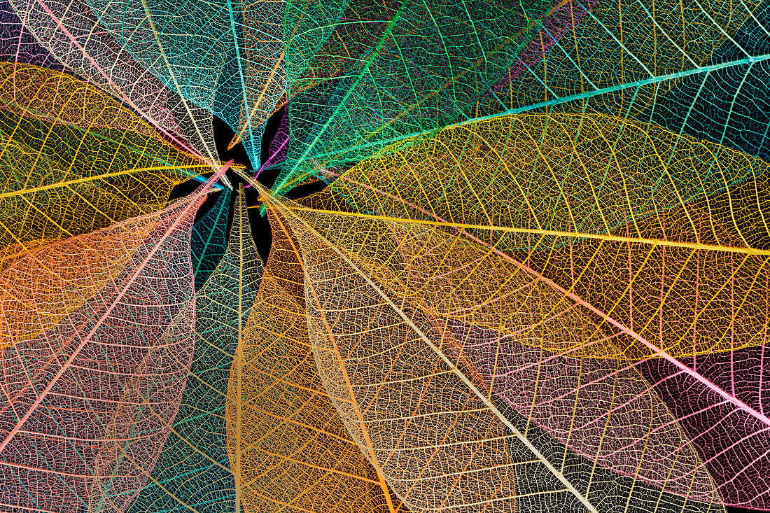 Multi-colored skeleton leaves arranged in radial pattern