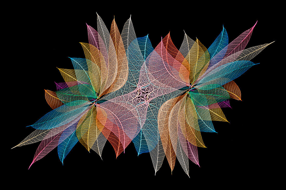 Multi-colored skeleton leaves arranged on black background