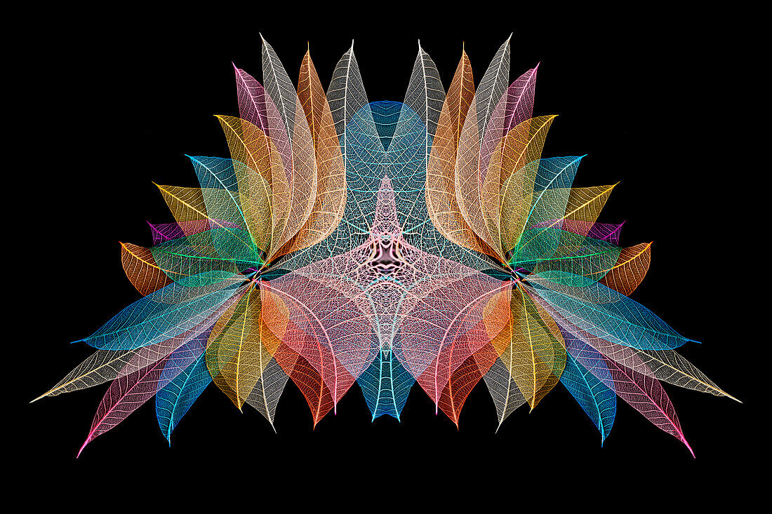 Multi-colored skeleton leaves arranged on black background