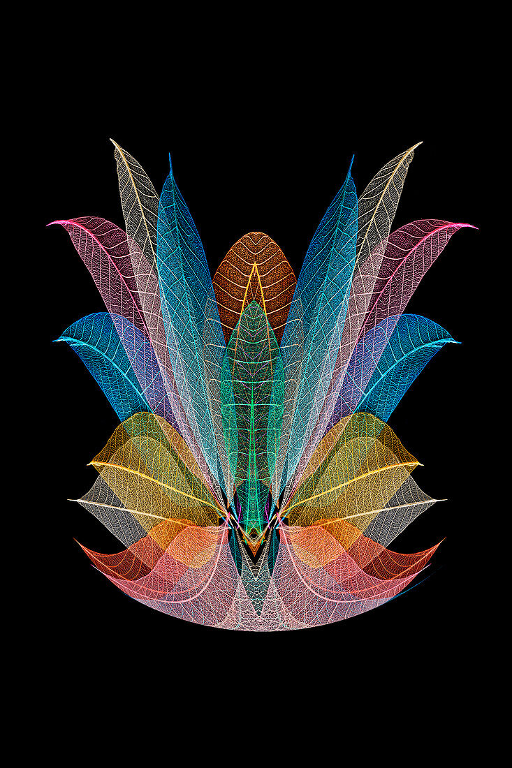 Multi-colored skeleton leaves arranged on black background