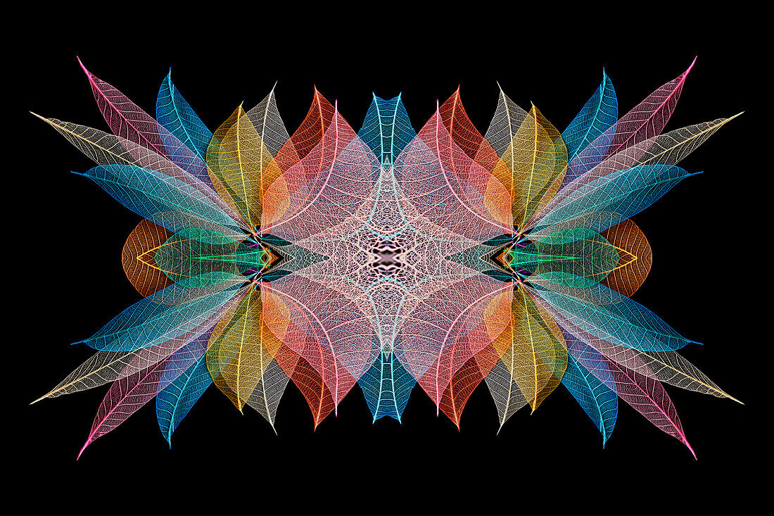 Multi-colored skeleton leaves arranged on black background