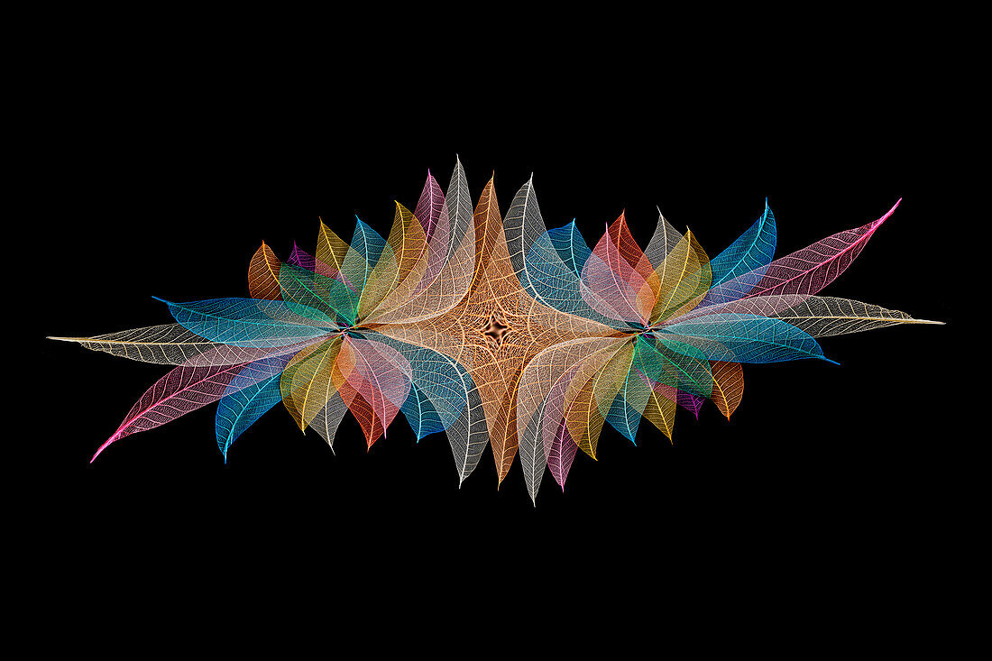 Multi-colored skeleton leaves arranged on black background