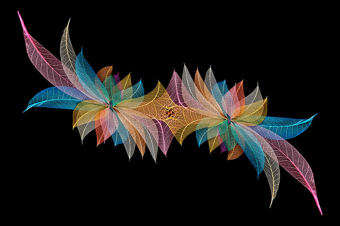 Multi-colored skeleton leaves arranged on black background