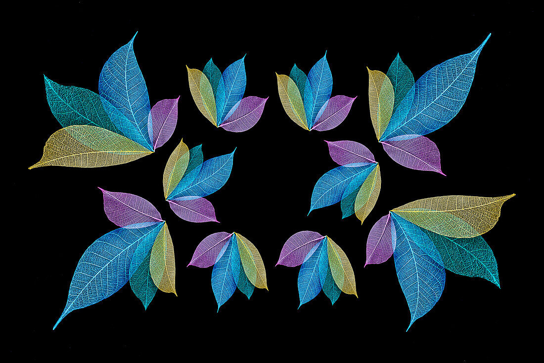 Multi-colored skeleton leaves arranged on black background