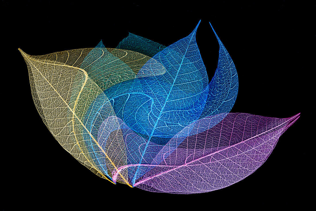 Multi-colored skeleton leaves arranged on black background