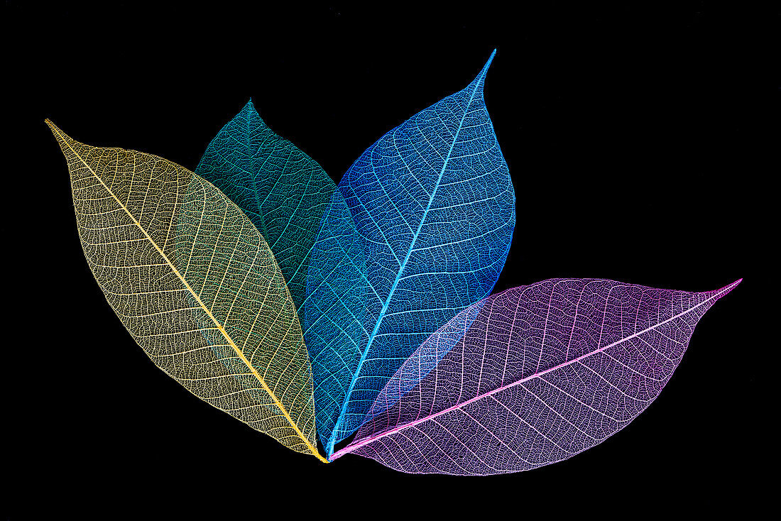 Multi-colored skeleton leaves arranged on black background