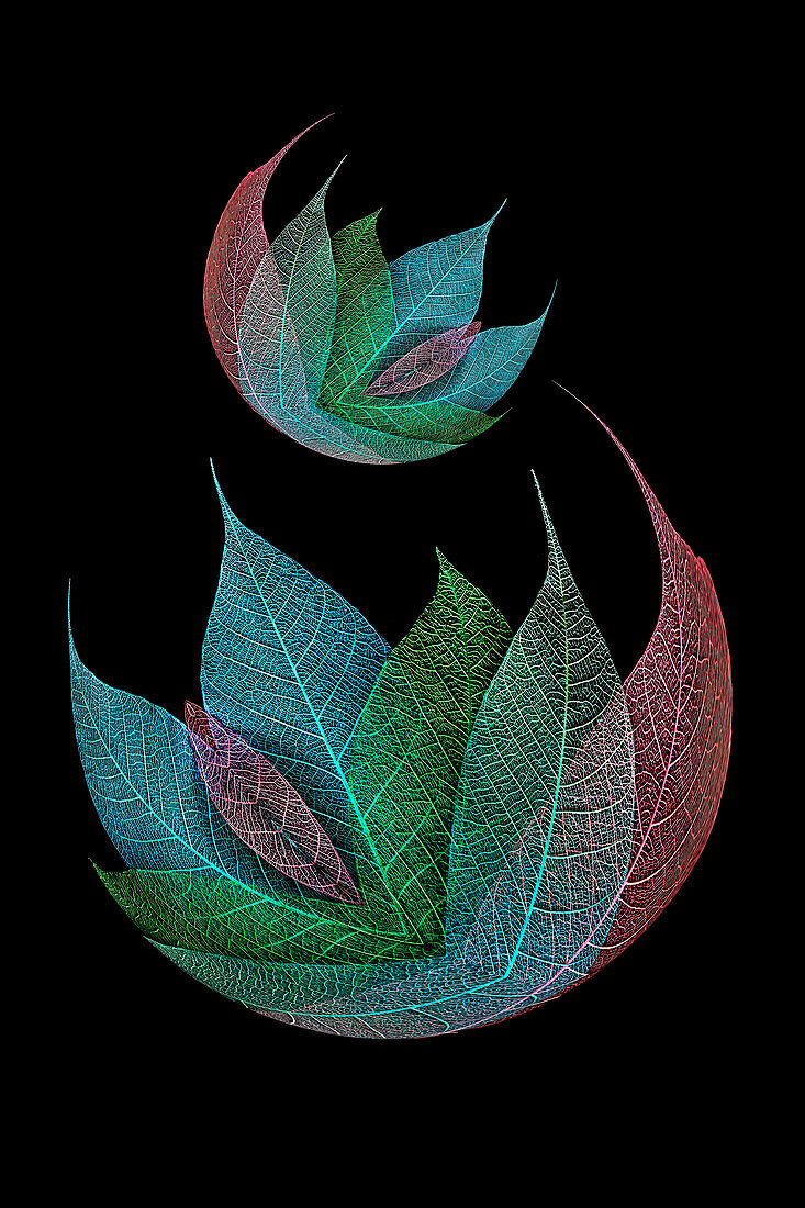 Multi-colored skeleton leaves arranged on black background