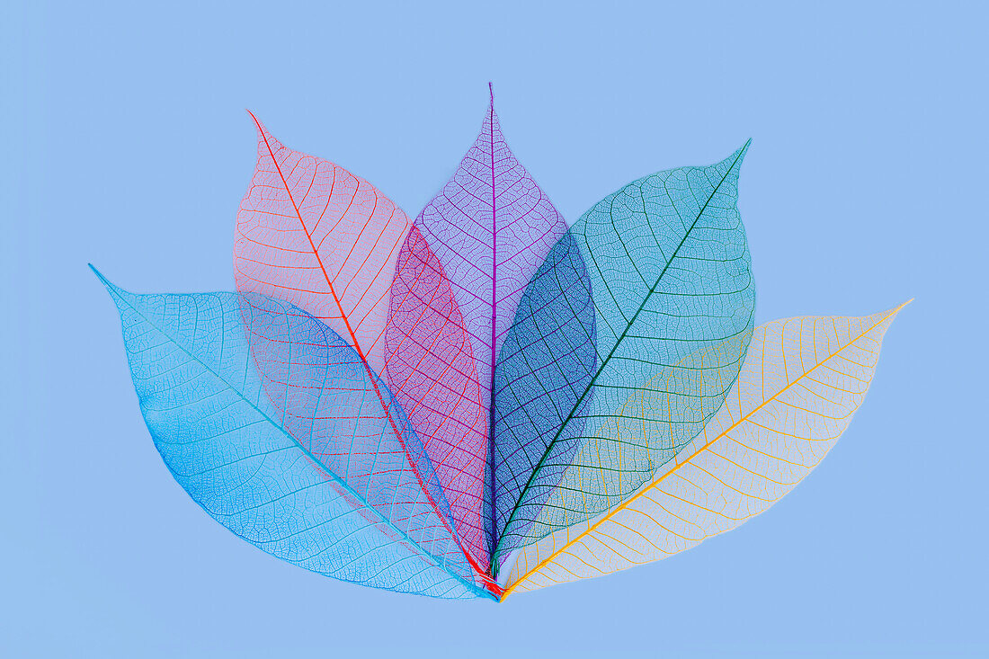 Multi-colored skeleton leaves arranged on light blue background.