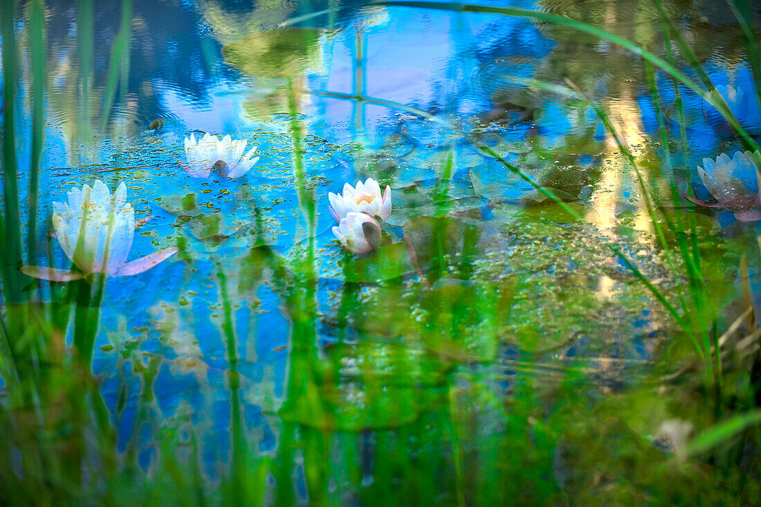 Soft composite of water lilies in a pond