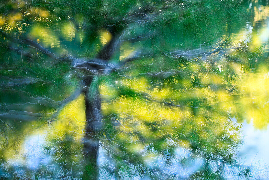 Tree and pond artistic composite