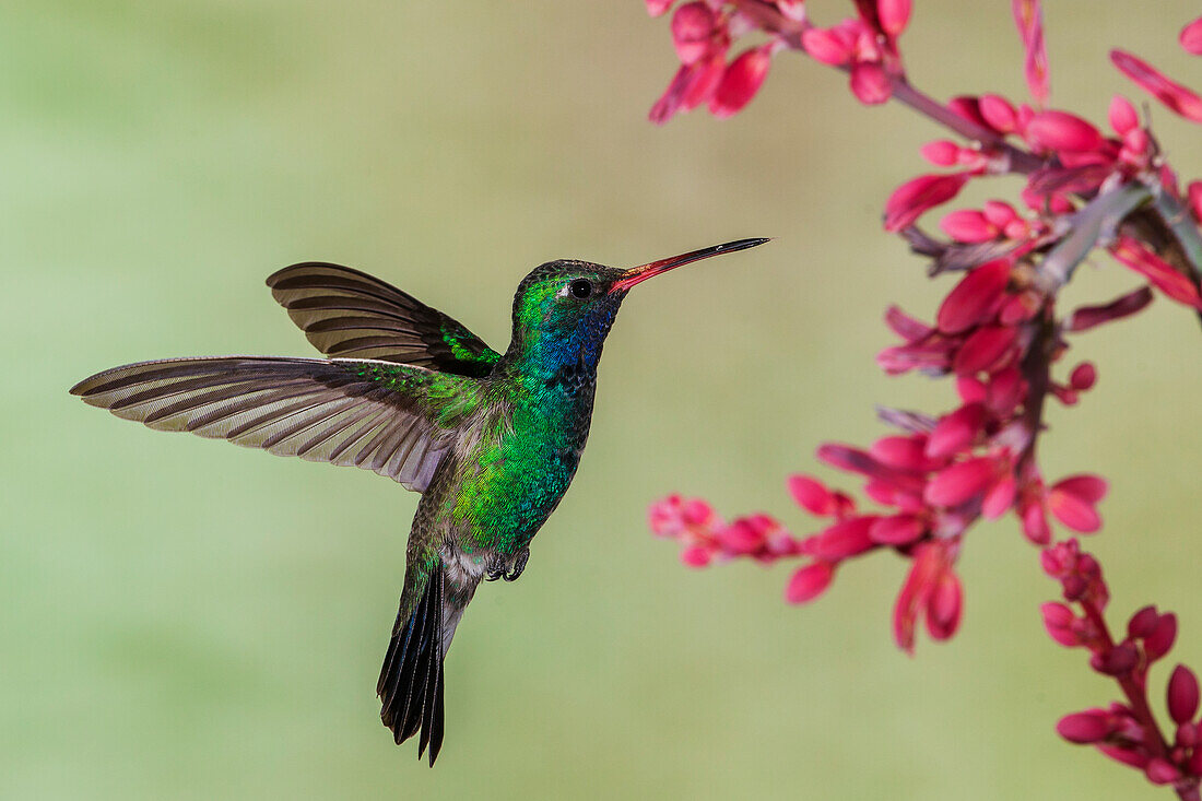 Broad-billed hummingbird flying, USA, Arizona