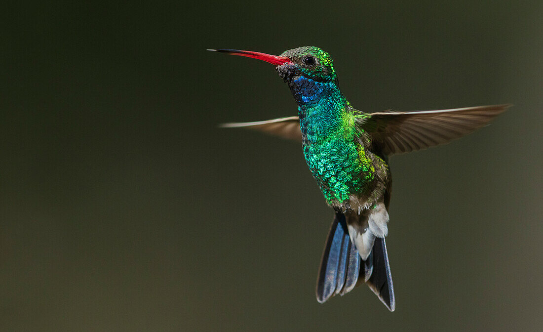 Breitschnabelkolibri im Flug, USA, Arizona