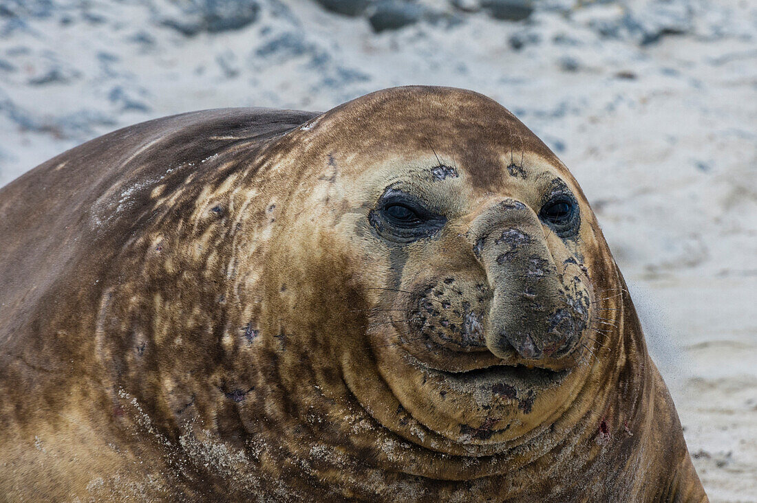 Ein Südlicher Seeelefant, Mirounga leonina, Porträt. Seelöweninsel, Falklandinseln