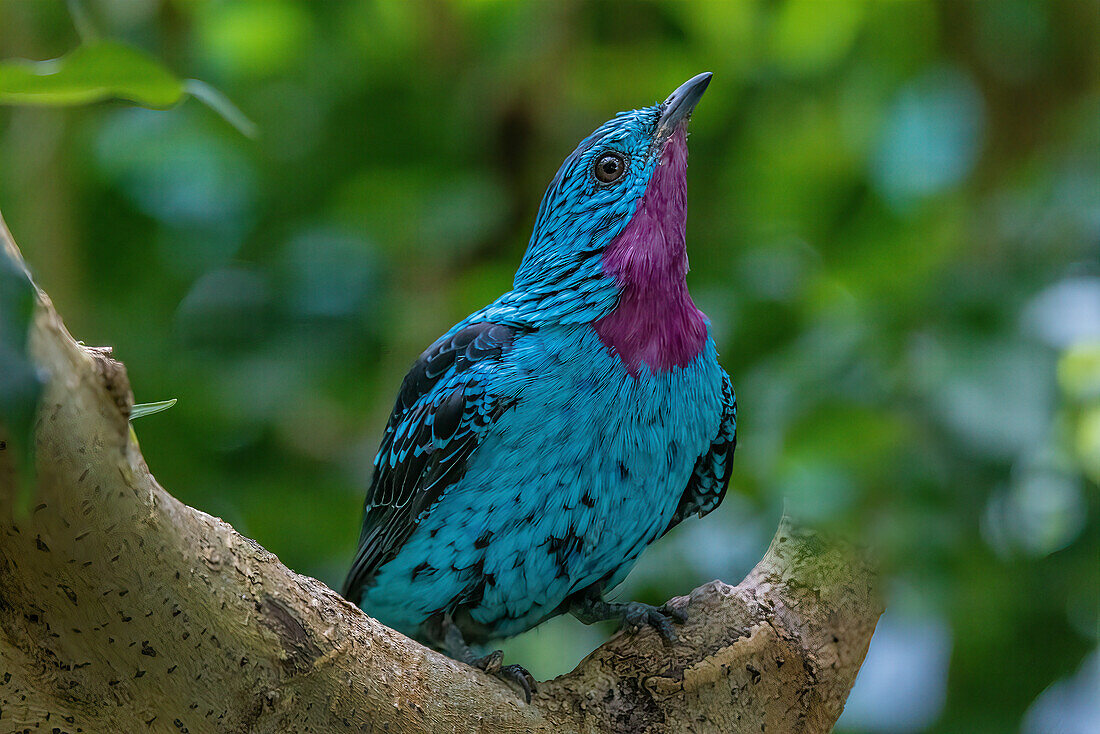 South America, Peru. Close-up of spangled cotinga bird in tree.