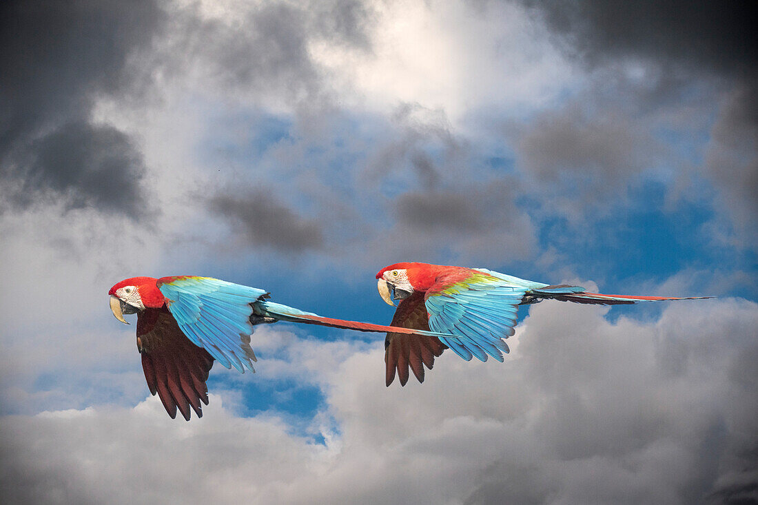 Peru, Amazon. Red and green macaws in flight.