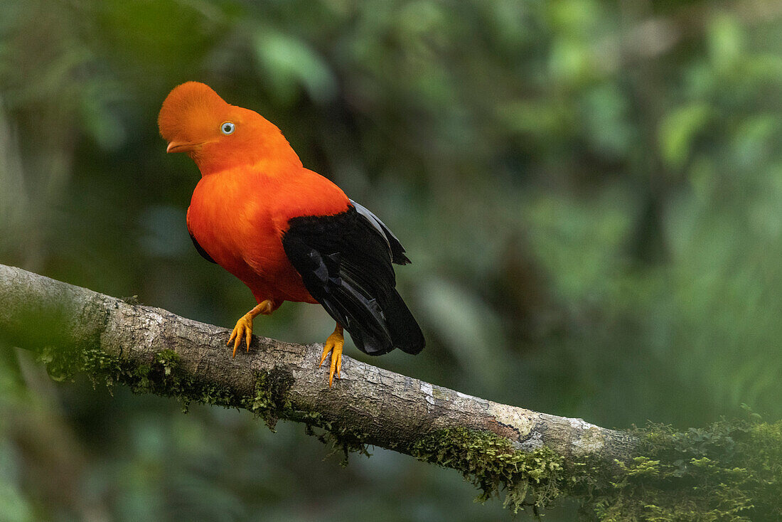 Peru. Male cock-of-the-rock bird in Amazon jungle.