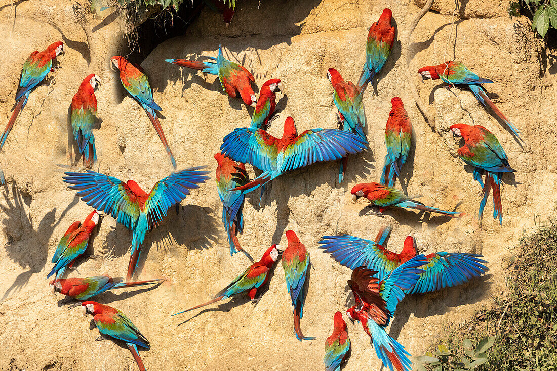 Peru, Amazon. Red and green macaws at clay lick in jungle.