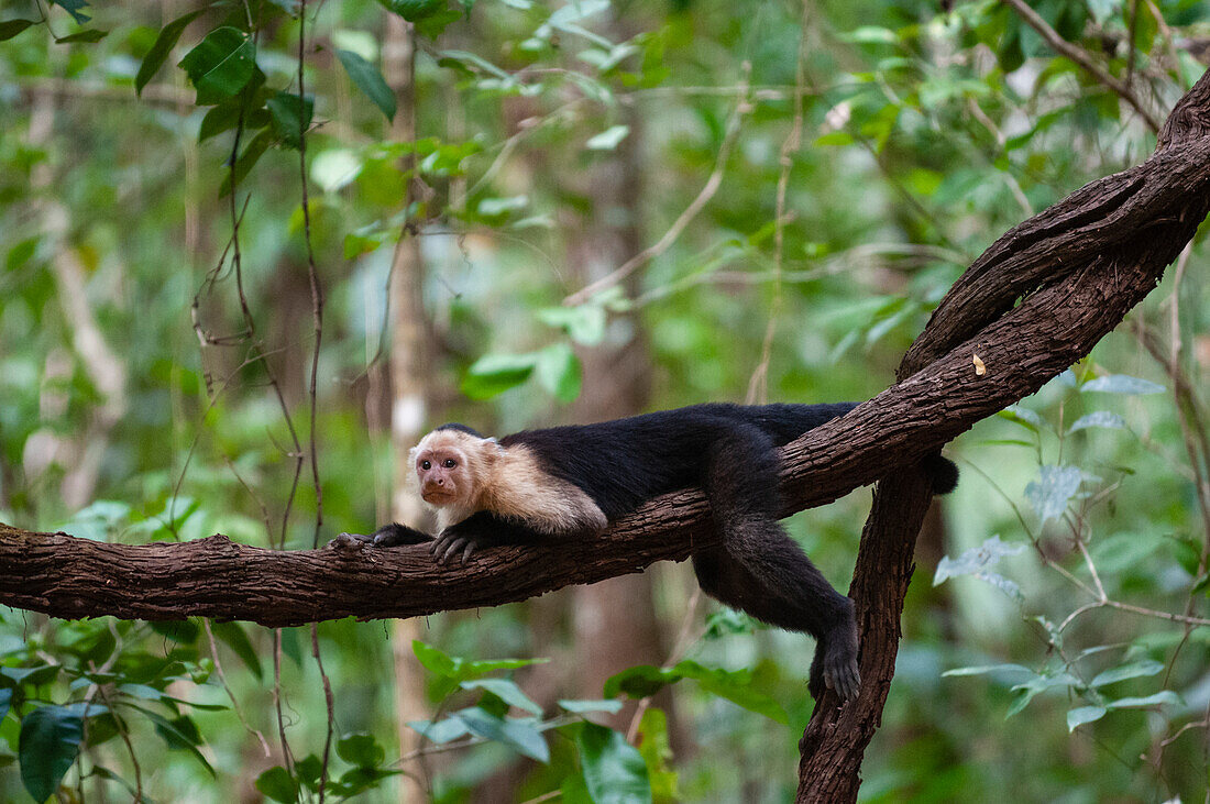 Porträt eines Weißgesichts-Kapuzineräffchens, Cebus capucinus, auf einer Ranke liegend. Curu Wildlife Reserve, Costa Rica.