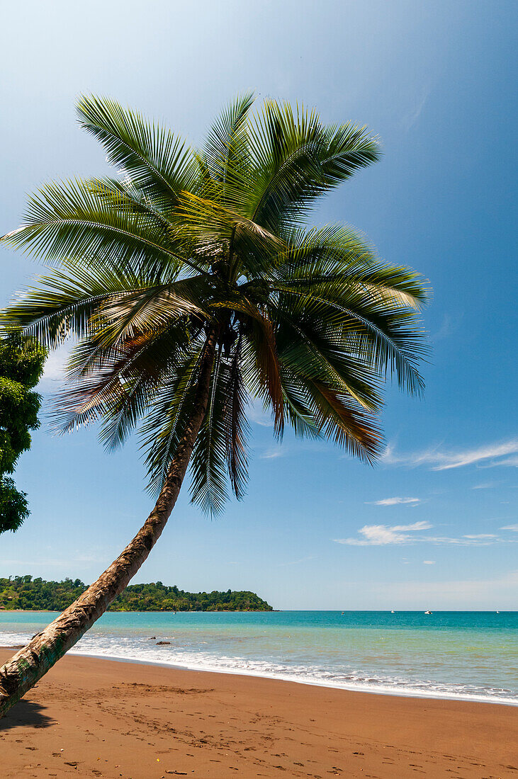 Eine Palme an einem unberührten tropischen Strand. Drake Bay, Osa-Halbinsel, Costa Rica.