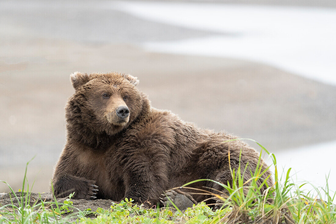 USA, Alaska, Clarksee-Nationalpark. Grizzlybär ruhend am Strand des Cook Inlet.