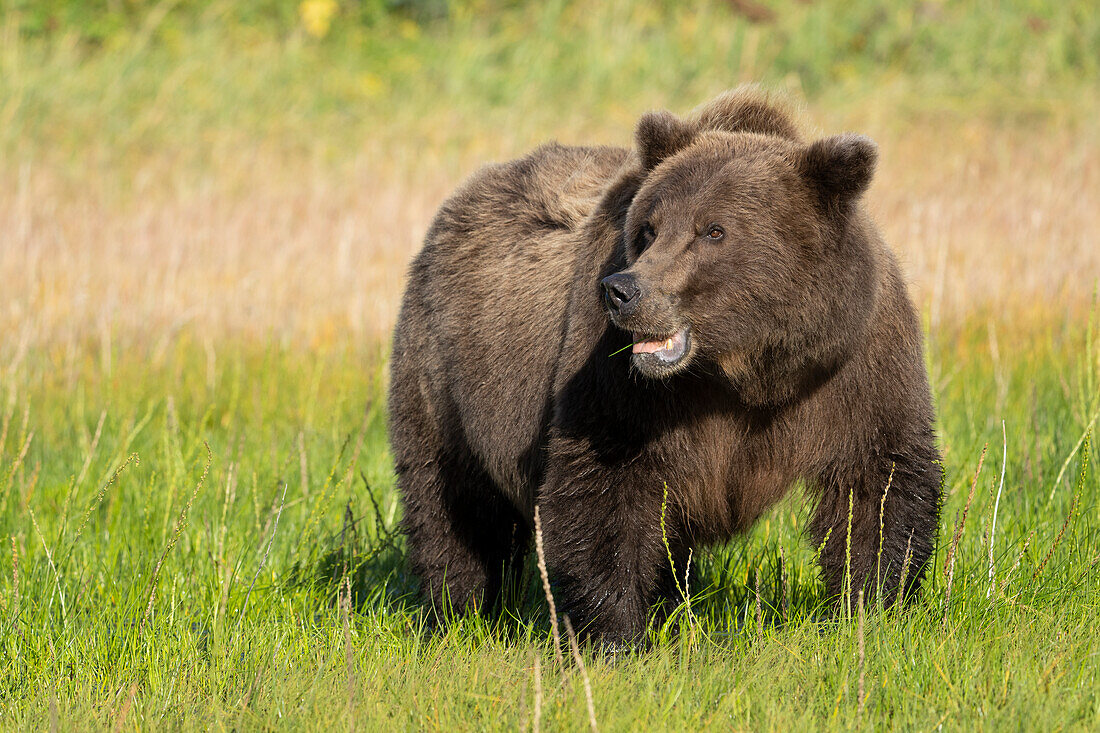 USA, Alaska, Clarksee-Nationalpark. Grizzlybärsau frisst Gras auf einer Wiese.