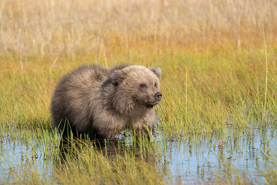 USA, Alaska, Clarksee-Nationalpark. Grizzlybärjunges in Wiesenbecken frisst Gras.