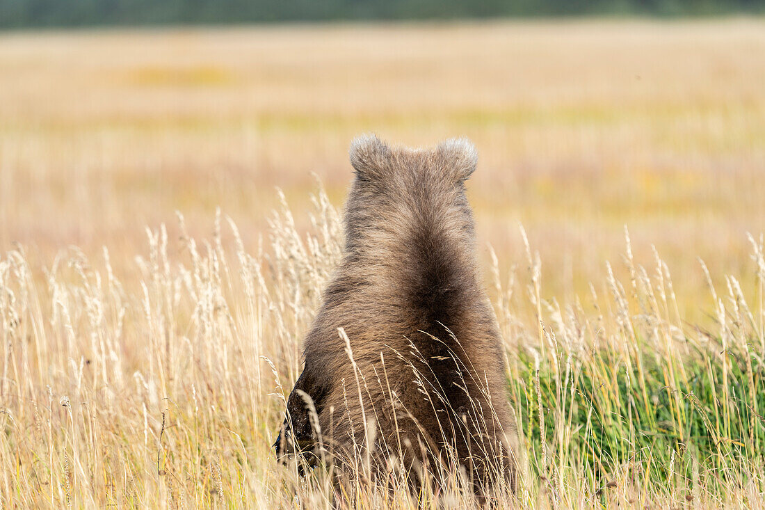 USA, Alaska, Clarksee-Nationalpark. Grizzlybärjunges auf dem Rücken in einer Wiese.