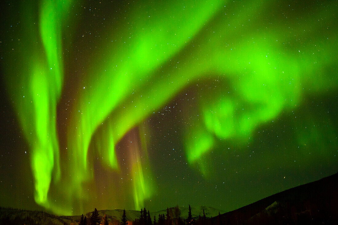 USA, Alaska, Chena Hot Springs Resort. Aurora borealis fills night sky.