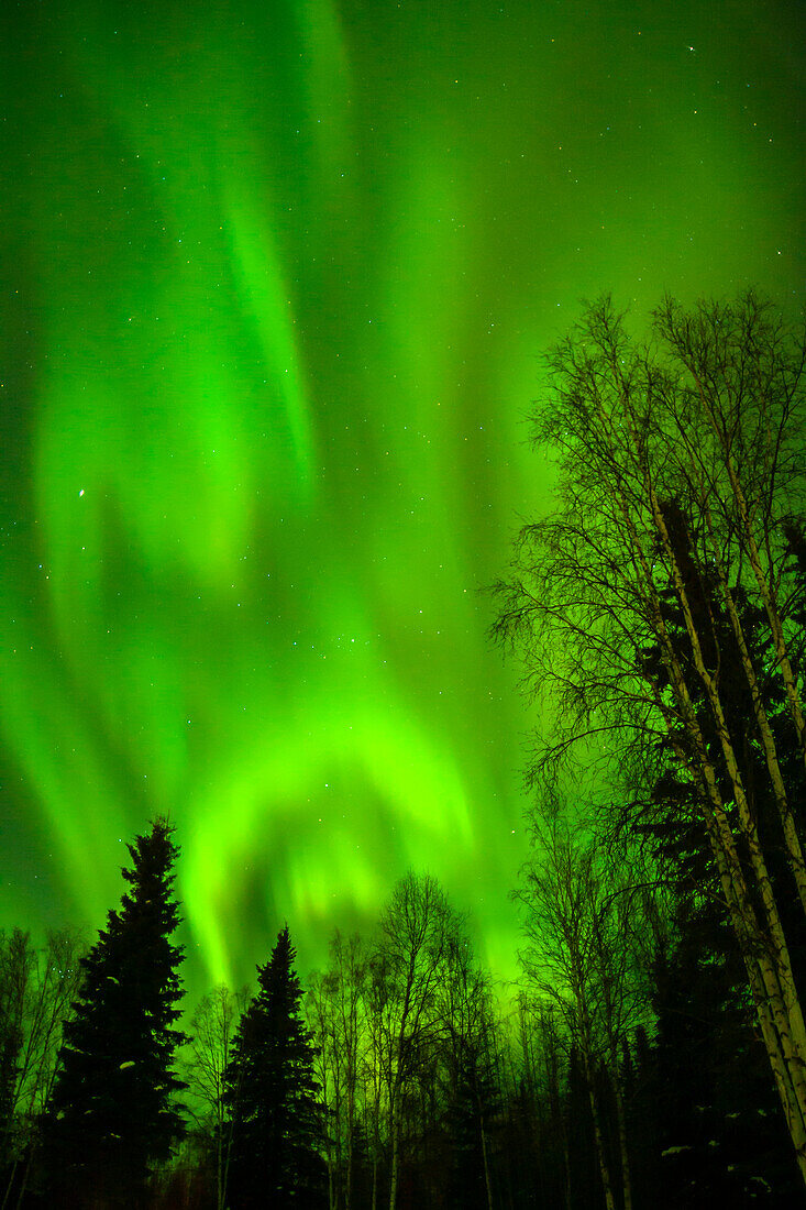 USA, Alaska, Chena Hot Springs Resort. Aurora Borealis füllt den Nachthimmel.