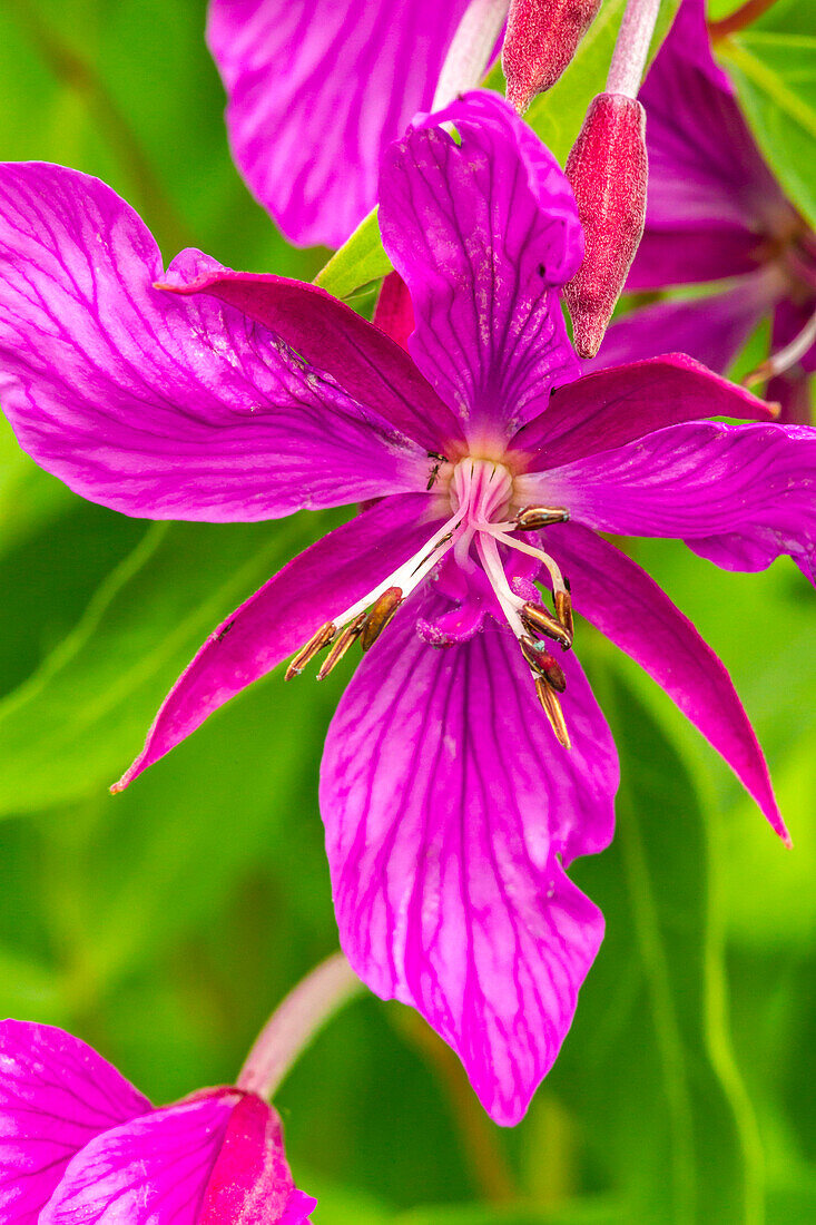 USA, Alaska, Glacier Bay National Park. Close-up of pink wildflower.