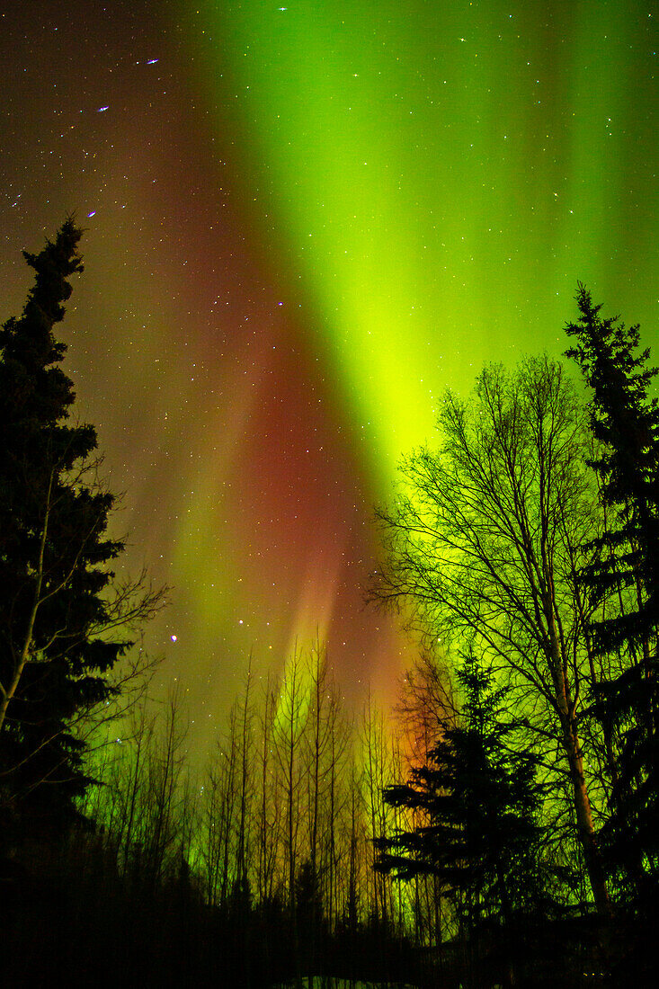 USA, Alaska, Chena Hot Springs Resort. Aurora Borealis füllt den Nachthimmel.