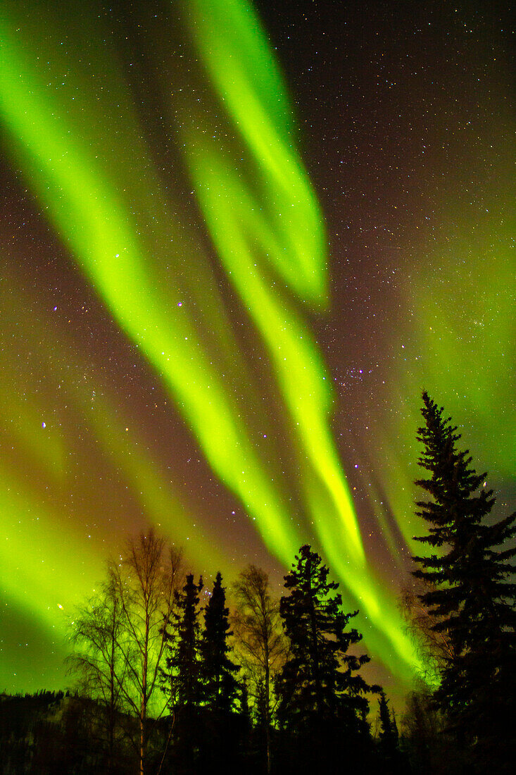 USA, Alaska, Chena Hot Springs Resort. Aurora Borealis füllt den Nachthimmel.