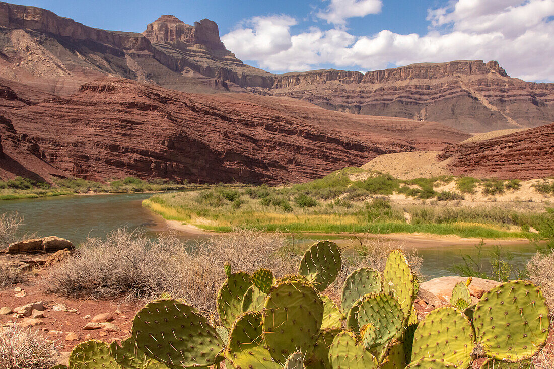 USA, Arizona, Grand Canyon National Park. Landscape with cacti and Colorado River.