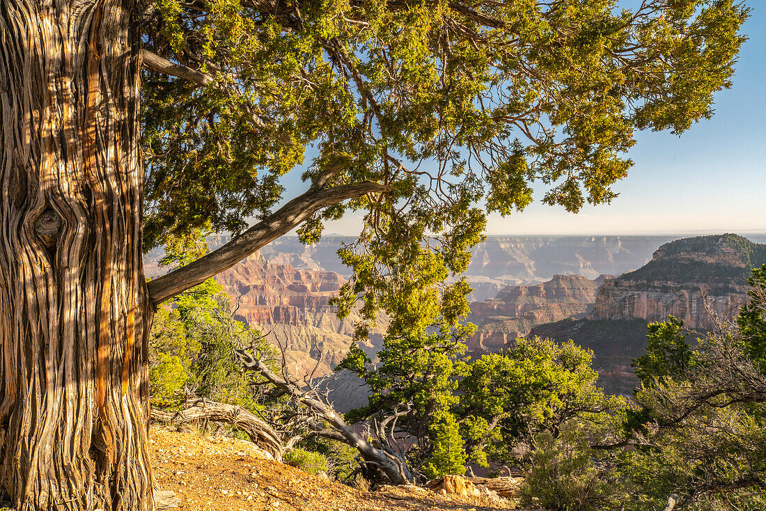 USA, Arizona, Grand Canyon National Park. Landscape from North Rim of Bright Angel Point.