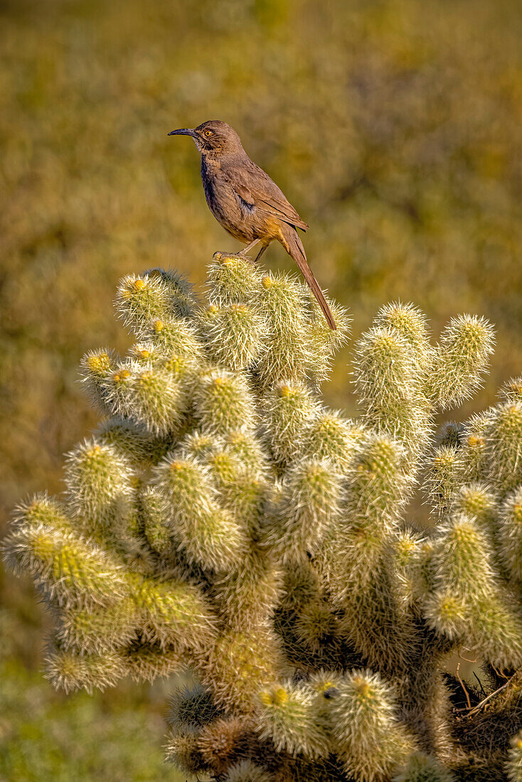 USA, Arizona, Cottonwood, Fort McDowell State Park. Curve-billed thrasher on cactus.