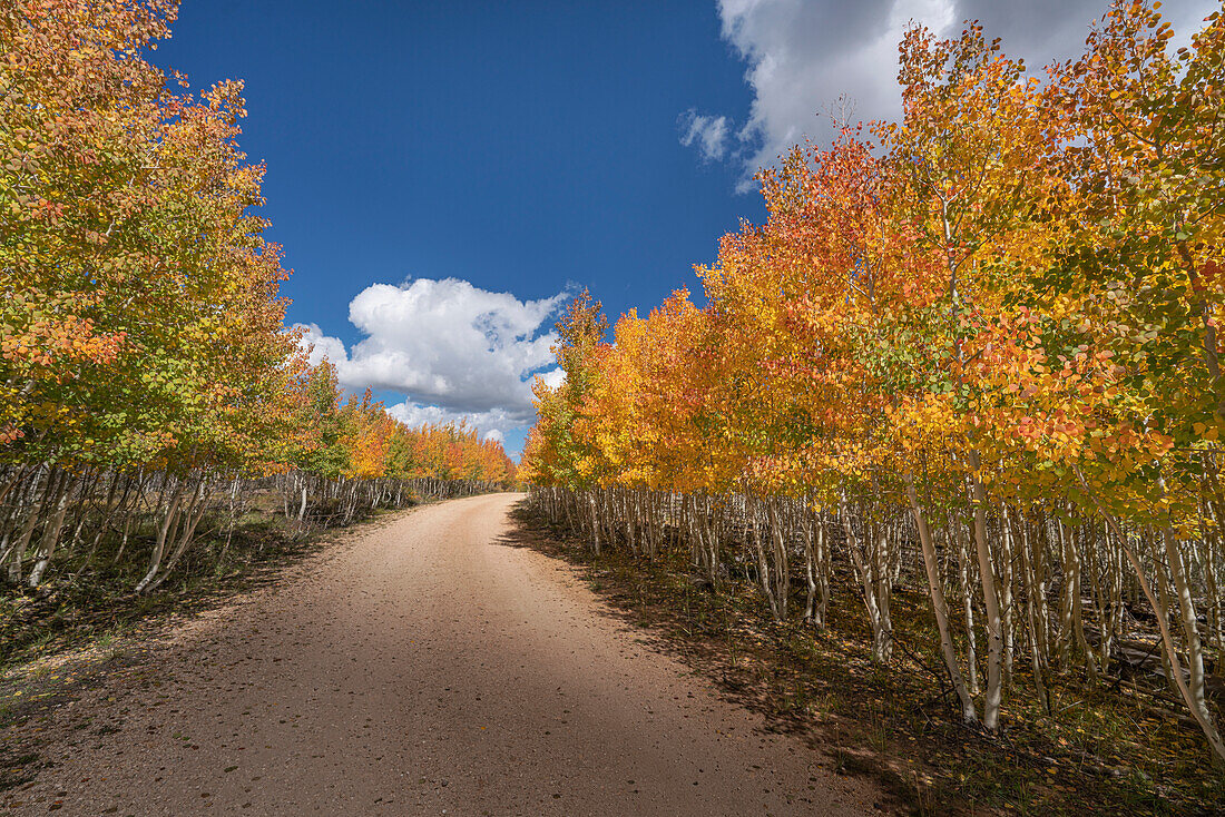 USA, Arizona, Grand Canyon National Park. Autumn aspens line road on North Rim.