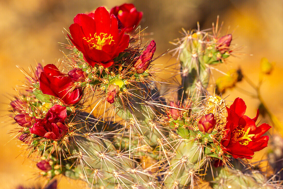 USA, Arizona, Saguaro National Park. Close-up of cholla cactus flowers.