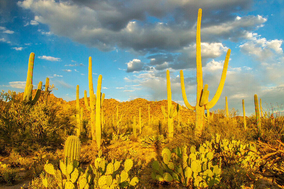 USA, Arizona, Tucson Mountain Park. Sonoran-Wüstenlandschaft.