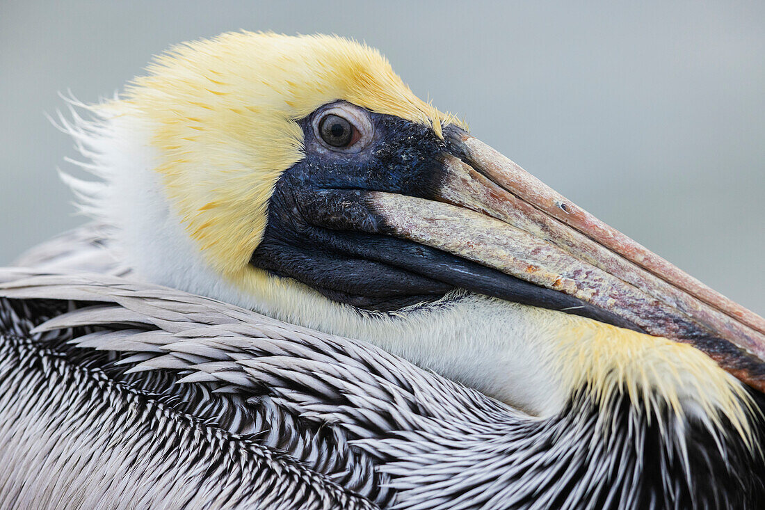 USA, South Texas. Brown pelican, close-up of youngster