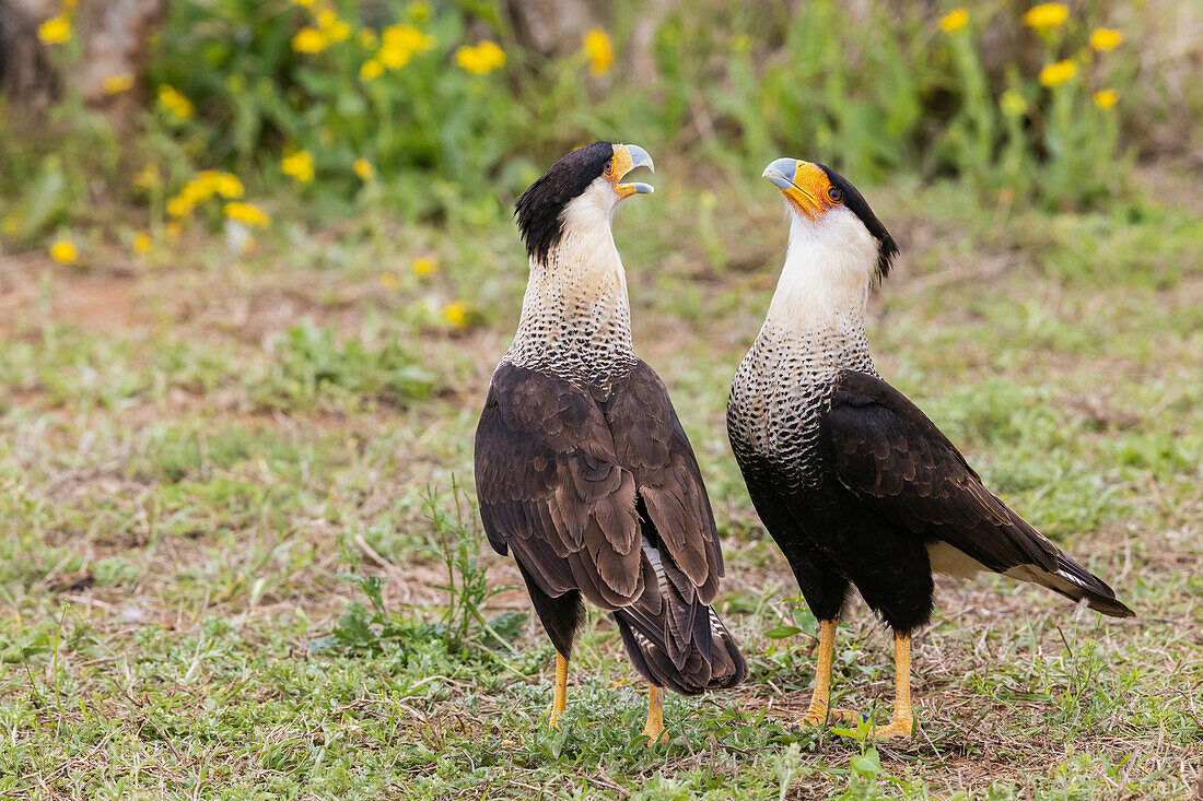 USA, South Texas. Laguna Seca, crested caracara pair