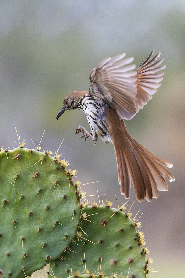 USA, South Texas. Long-billed thrasher alighting on cactus