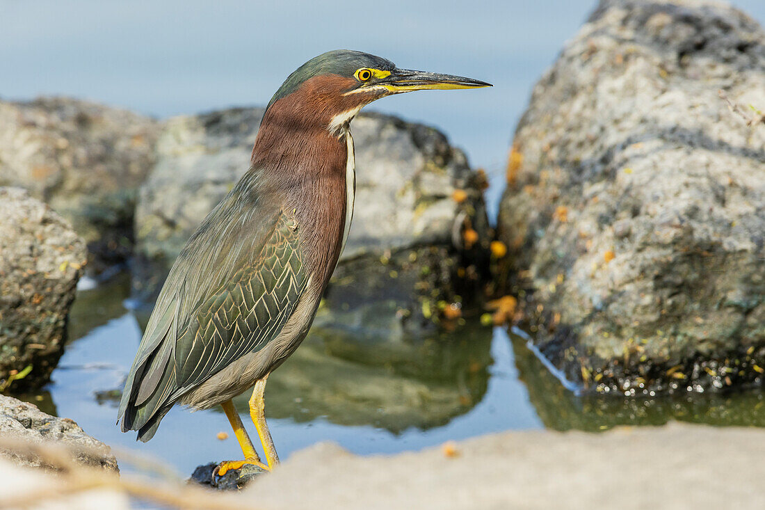 USA, South Texas. Green-backed heron hunting