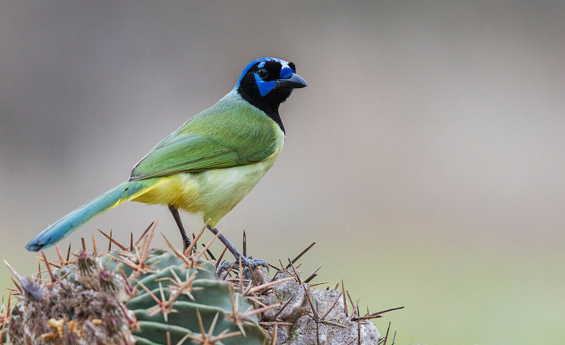 USA, South Texas. Green jay,