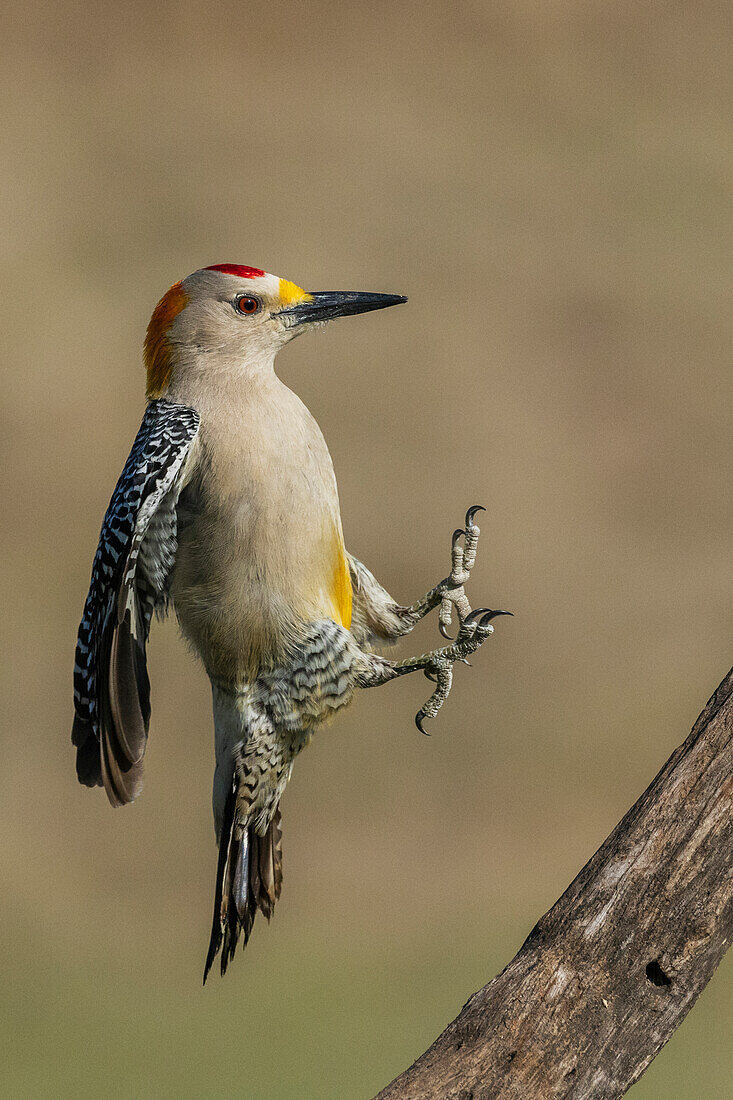 USA, Südtexas. Laguna Seca Ranch, Goldstirnspecht im Flug