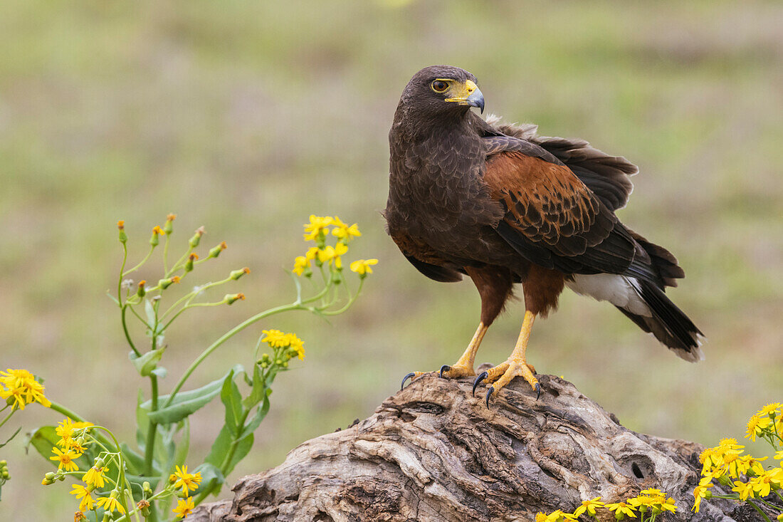 USA, South Texas. Laguna Seca, Harris's hawk