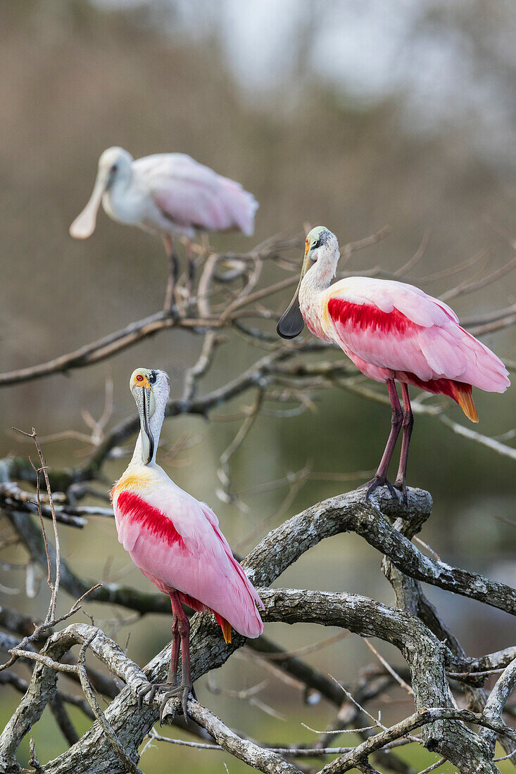 USA, South Texas. Roseate spoonbills preening